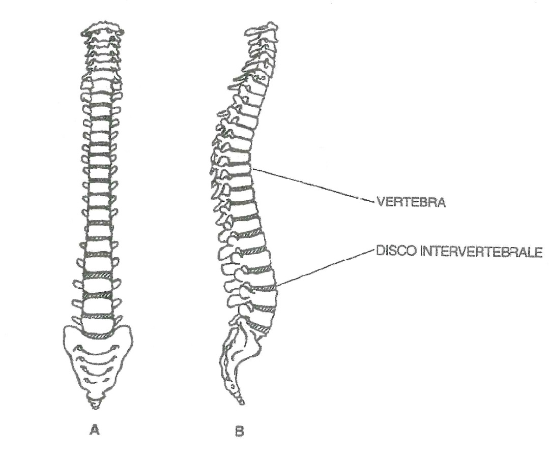 Colonna vertebrale e scoliosi - Gomiero Ortopedia Sanitaria - Blog